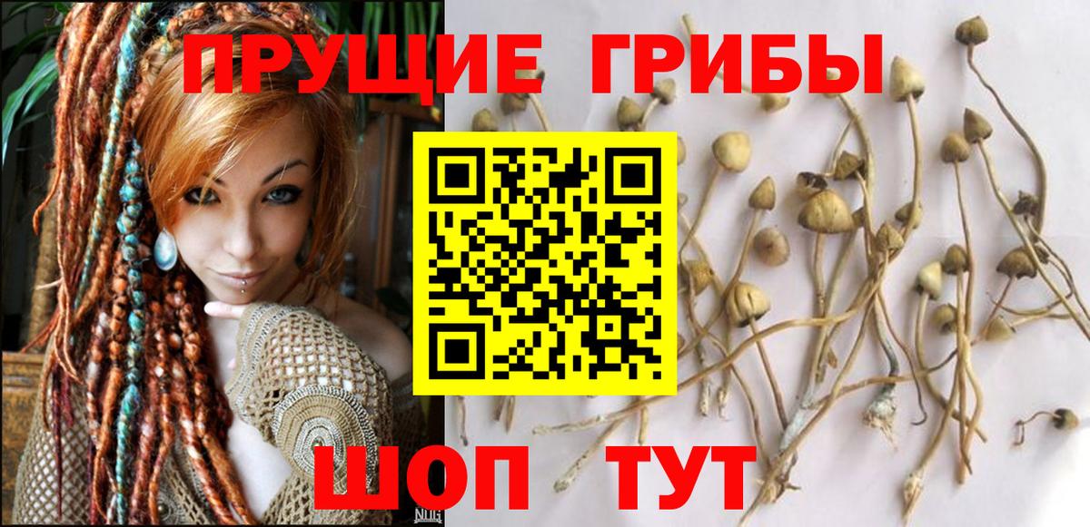 Псилоцибиновые грибы ЛСД  Вход с VPN  Лениногорск  Псилоцибиновые грибы мухоморы 